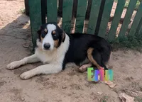 Erin, a female Australian Shepherd for sale in Jasper, AR – 1 of 10