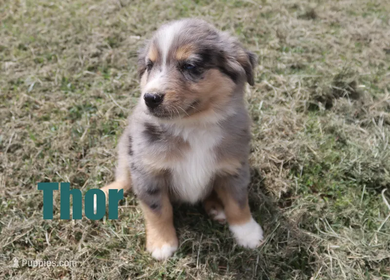 Thor – Miniature Australian Shepherd puppy for sale in Jasper, AR