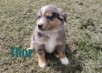 Thor, a male Miniature Australian Shepherd for sale in Jasper, AR – 2 of 8