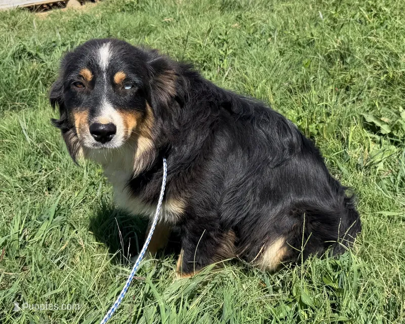 Hutch – Australian Shepherd puppy for sale in Jasper, AR