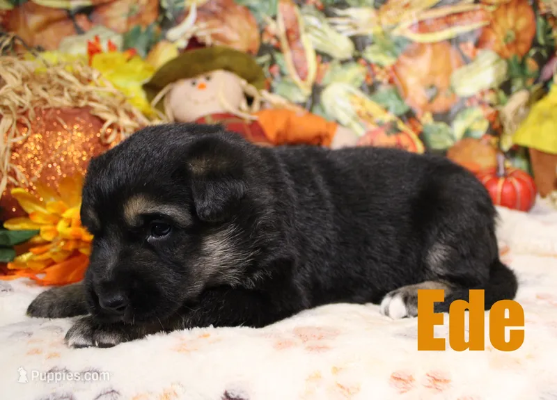 Ede – Australian Shepherd, German Shepherd Dog puppy for sale in Jasper, AR