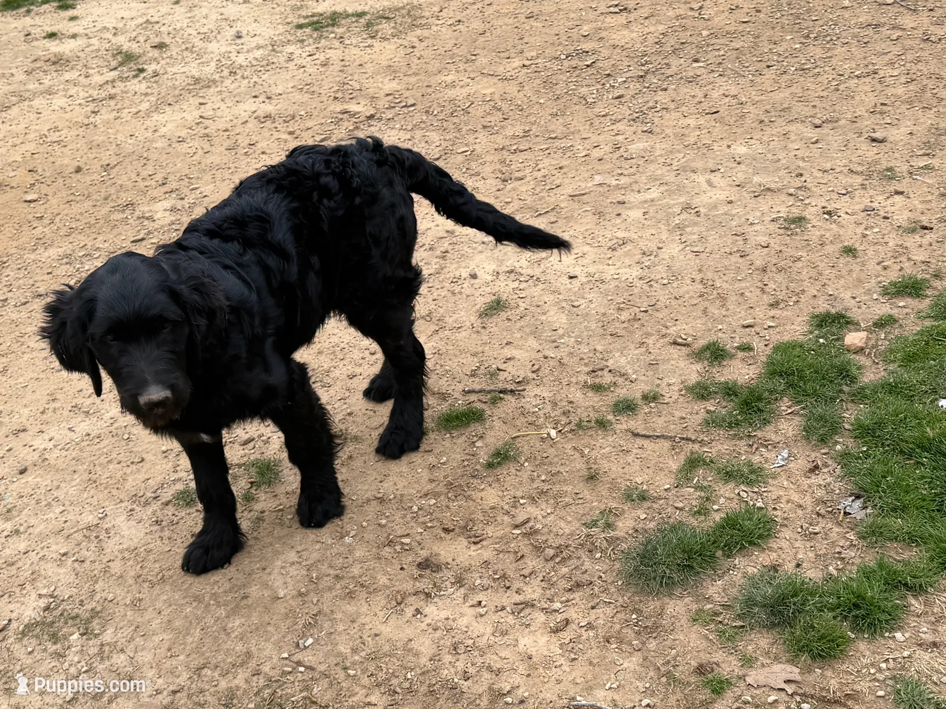 Vito – German Shepherd Dog, Golden Retriever puppy for sale in Jasper, AR