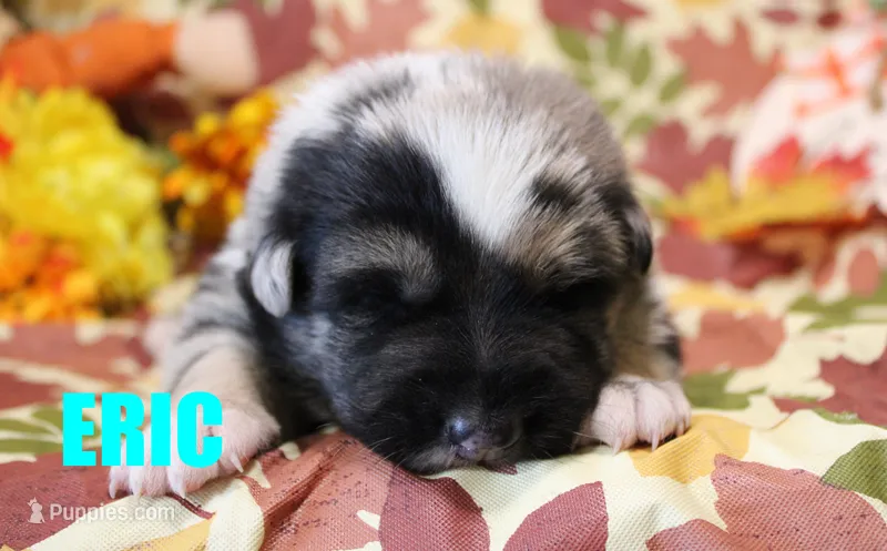 Eric – Australian Shepherd, German Shepherd Dog puppy for sale in Jasper, AR