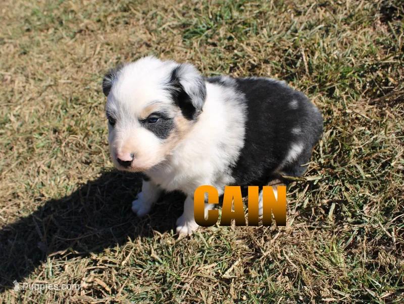 Cain – Australian Shepherd puppy for sale in Jasper, AR