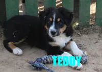Teddy, a male Miniature Australian Shepherd for sale in Jasper, AR – 1 of 10