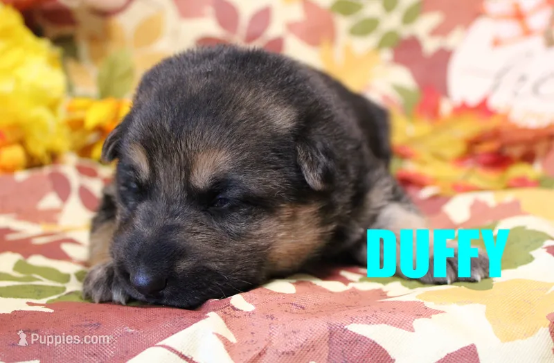 Duffy – German Shepherd Dog puppy for sale in Jasper, AR