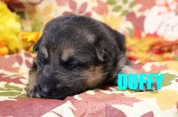 Duffy, a male German Shepherd Dog for sale in Jasper, AR – 1 of 1