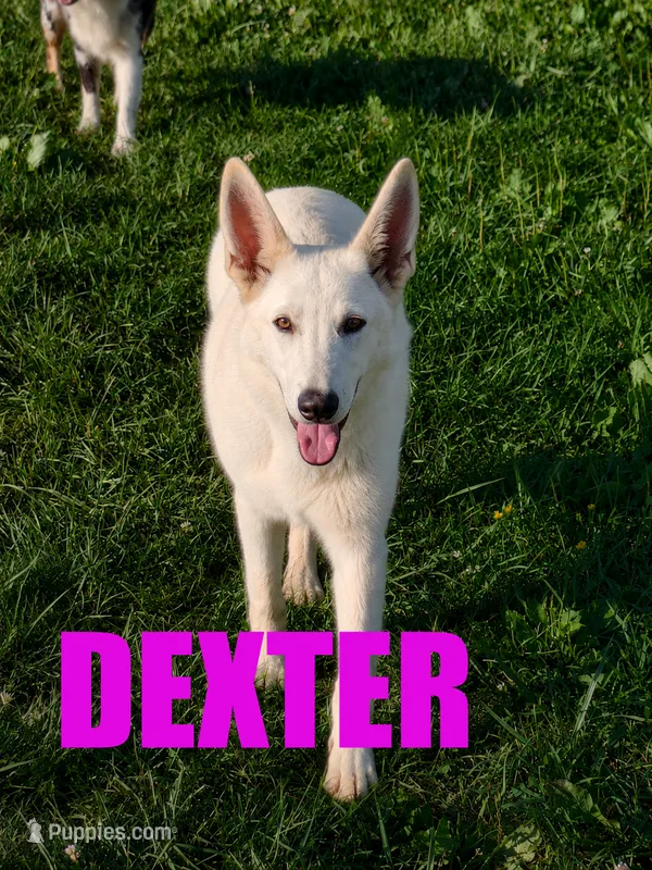Dexter – German Shepherd Dog puppy for sale in Jasper, AR