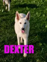 Dexter, a male German Shepherd Dog for sale in Jasper, AR – 2 of 5