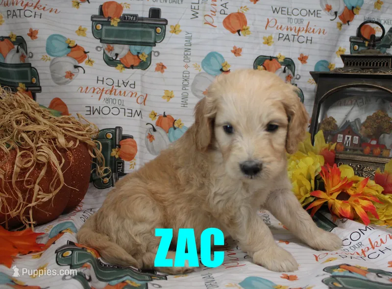 Zac – Goldendoodle puppy for sale in Jasper, AR