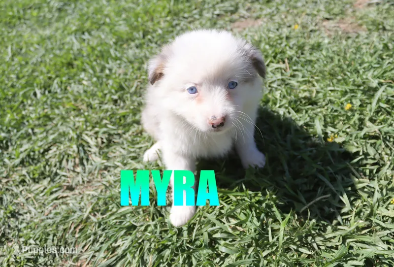 Myra – Miniature Australian Shepherd puppy for sale in Jasper, AR