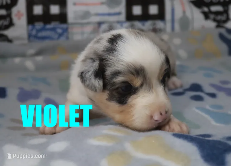 Violet – Australian Shepherd puppy for sale in Jasper, AR