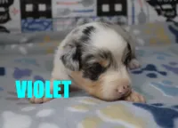 Violet, a female Australian Shepherd for sale in Jasper, AR – 1 of 2