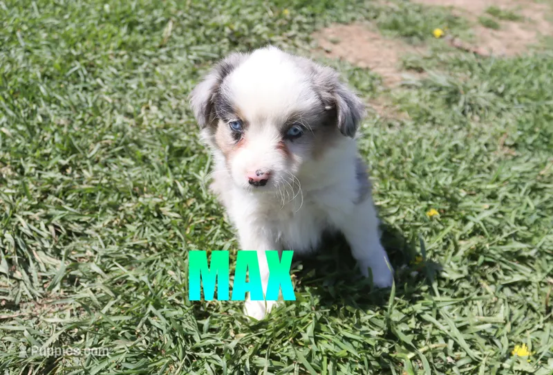 Max – Miniature Australian Shepherd puppy for sale in Jasper, AR