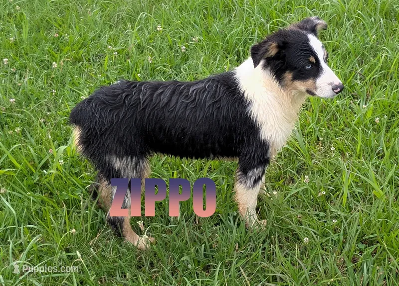Zippo – Australian Shepherd puppy for sale in Jasper, AR