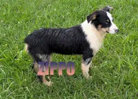 Zippo, a male Australian Shepherd for sale in Jasper, AR – 1 of 7