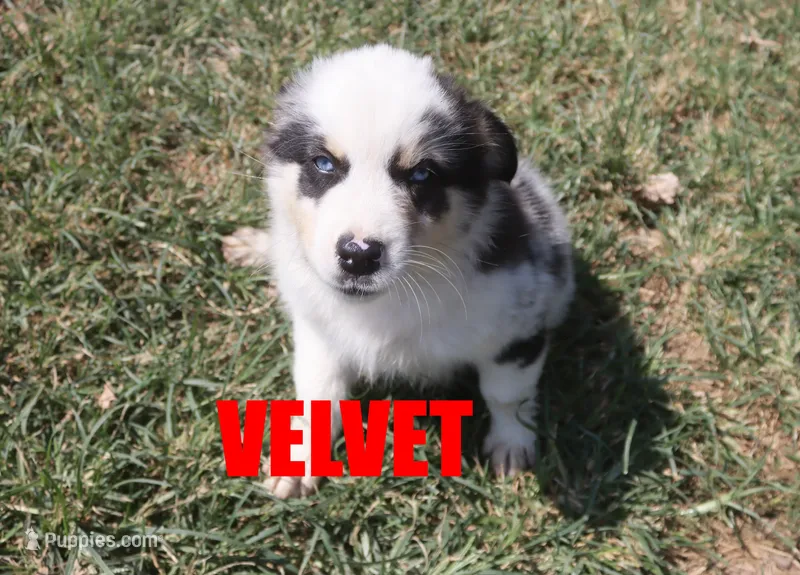 Velvet – Australian Shepherd puppy for sale in Jasper, AR