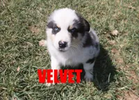 Velvet, a female Australian Shepherd for sale in Jasper, AR – 1 of 8