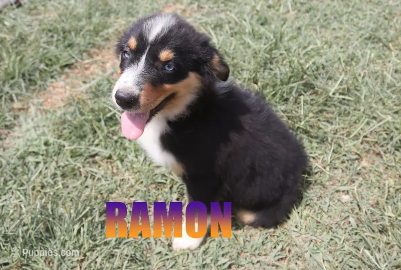 Ramon – Australian Shepherd puppy for sale in Jasper, AR
