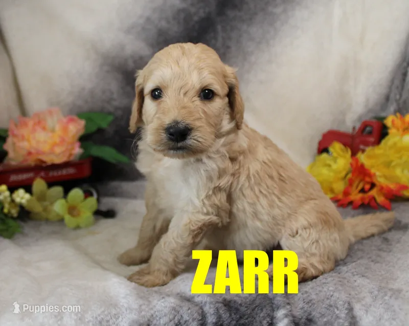 Zarr – Goldendoodle puppy for sale in Jasper, AR