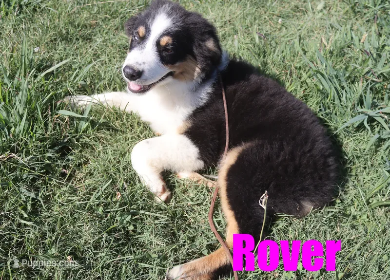Rover – Australian Shepherd puppy for sale in Jasper, AR