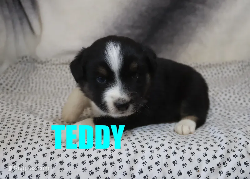 Teddy – Miniature Australian Shepherd puppy for sale in Jasper, AR