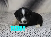 Teddy, a male Miniature Australian Shepherd for sale in Jasper, AR – 6 of 8
