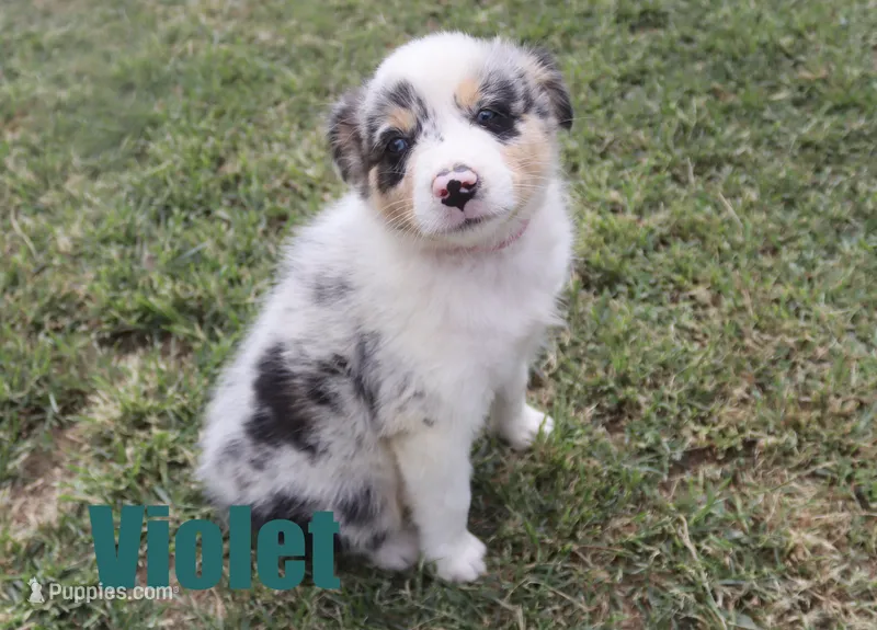 Violet – Australian Shepherd puppy for sale in Jasper, AR