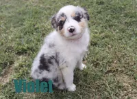 Violet, a female Australian Shepherd for sale in Jasper, AR – 2 of 8