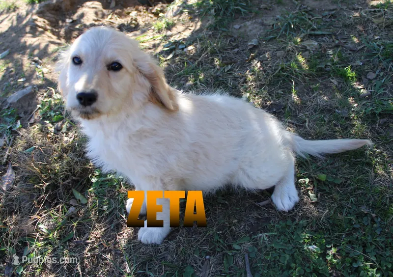 ZETA – Goldendoodle puppy for sale in Jasper, AR