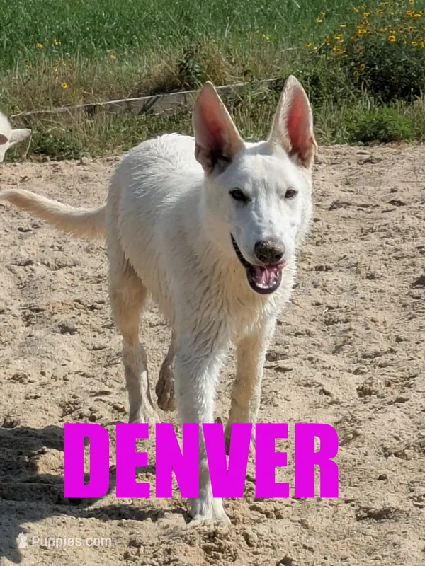 Denver – German Shepherd Dog puppy for sale in Jasper, AR