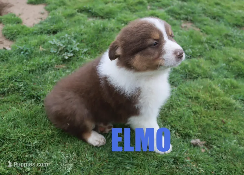 Elmo – Australian Shepherd puppy for sale in Jasper, AR