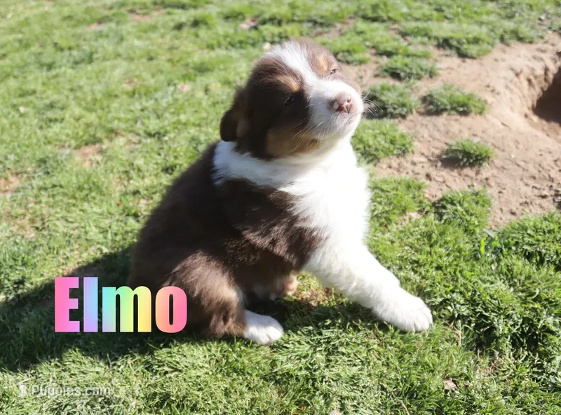 Elmo – Australian Shepherd puppy for sale in Jasper, AR