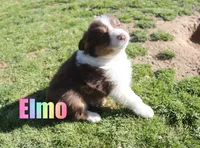 Elmo, a male Australian Shepherd for sale in Jasper, AR – Photo 2 of 6