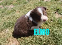 Elmo, a male Australian Shepherd for sale in Jasper, AR – Photo 4 of 6