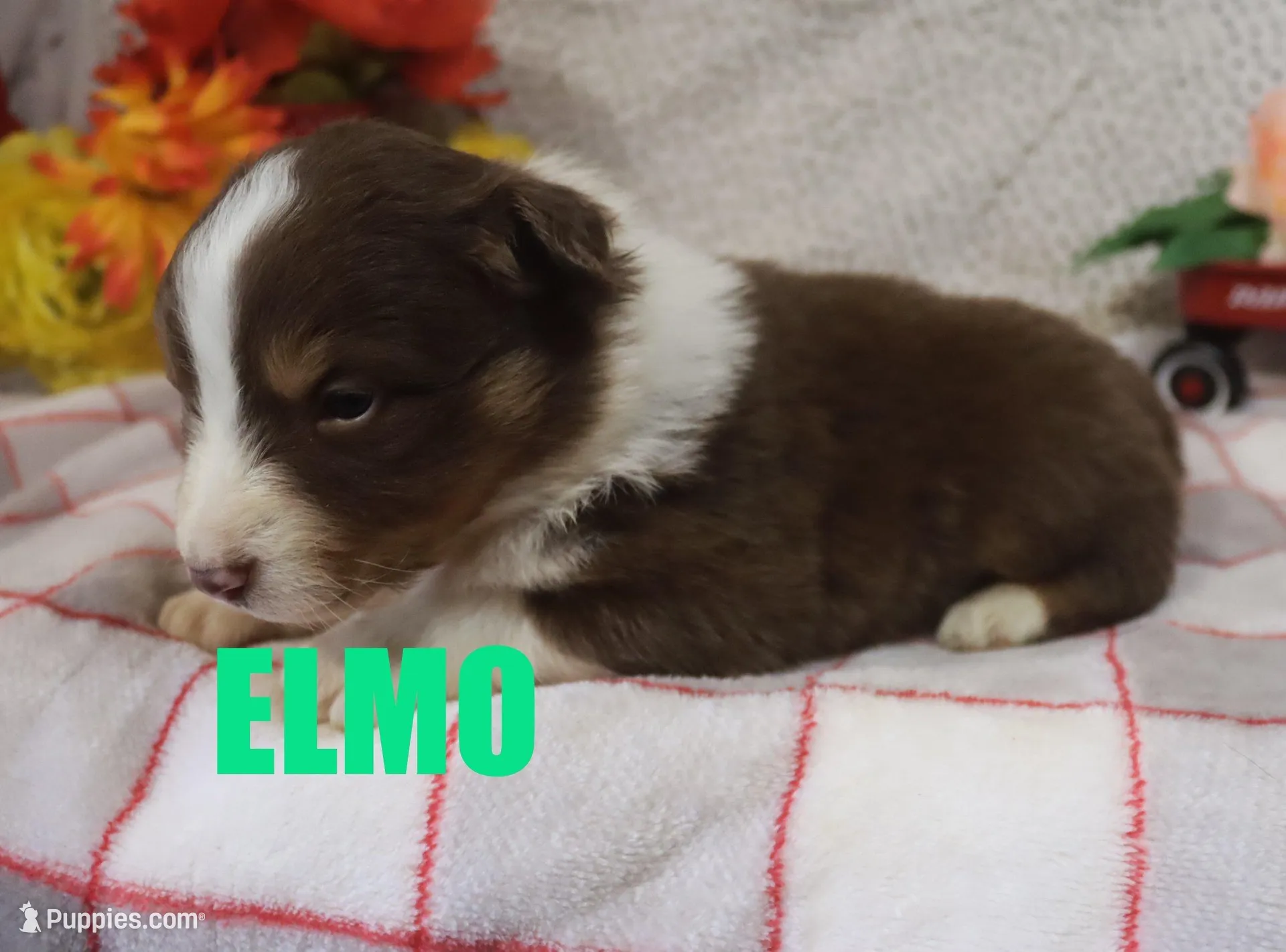 Elmo, a male Australian Shepherd for sale in Jasper, AR – Photo 5 of 6