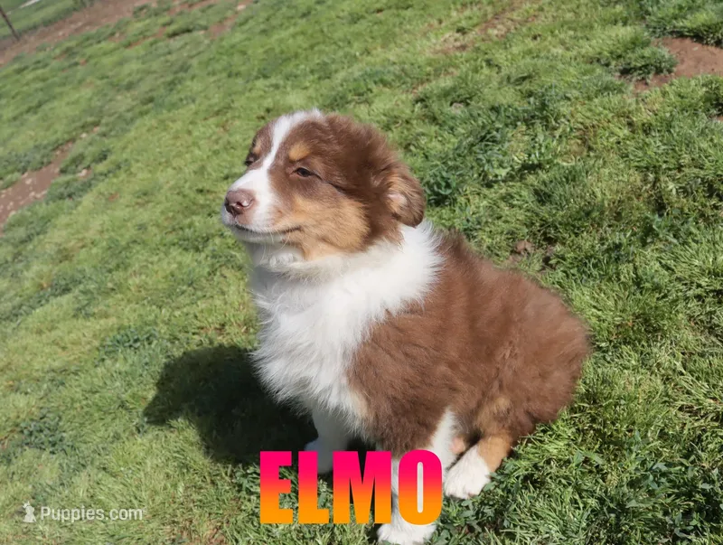 Elmo – Australian Shepherd puppy for sale in Jasper, AR