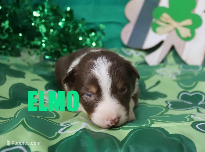 Elmo – Australian Shepherd puppy for sale in Jasper, AR