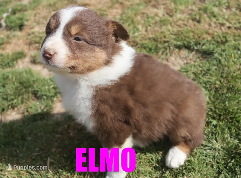 Elmo – Australian Shepherd puppy for sale in Jasper, AR