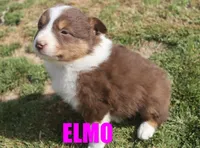 Elmo, a male Australian Shepherd for sale in Jasper, AR – Photo 3 of 6