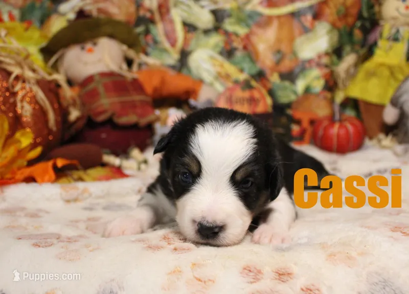 Cassi – Australian Shepherd puppy for sale in Jasper, AR