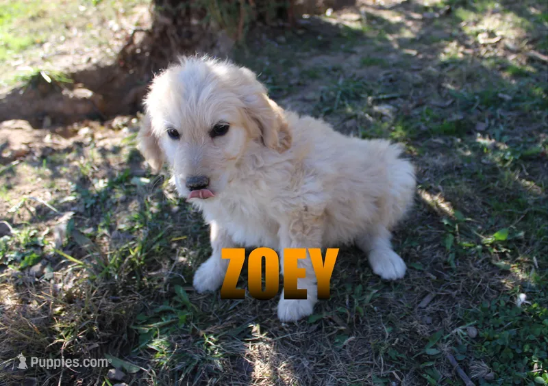 Zoey – Goldendoodle puppy for sale in Jasper, AR