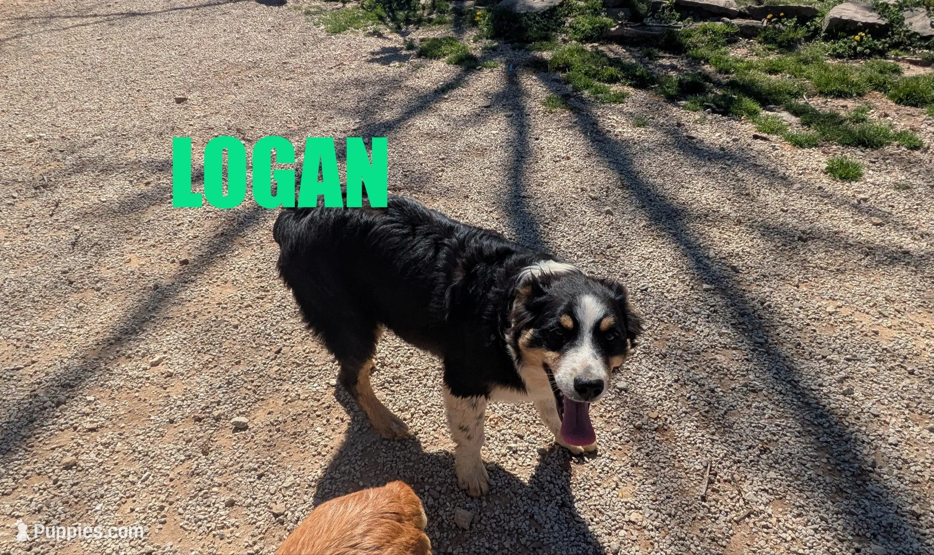 Logan – Australian Shepherd puppy for sale in Jasper, AR