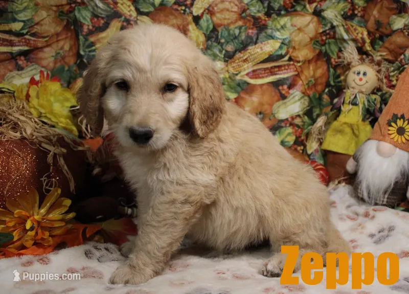 Zeppo – Goldendoodle puppy for sale in Jasper, AR