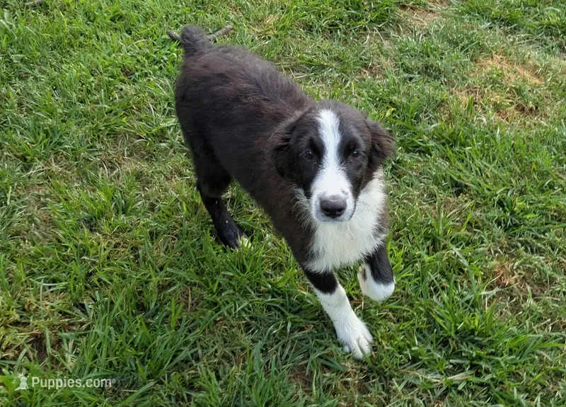 Jasmin – Australian Shepherd puppy for sale in Jasper, AR