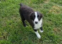 Jasmin, a female Australian Shepherd for sale in Jasper, AR – 1 of 8