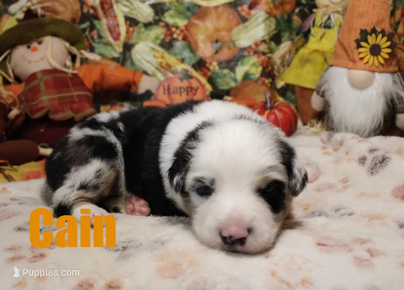 Cain – Australian Shepherd puppy for sale in Jasper, AR