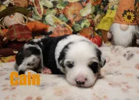 Cain, a male Australian Shepherd for sale in Jasper, AR – 1 of 1