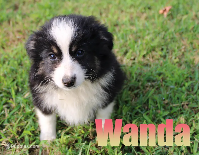 Wanda – Miniature Australian Shepherd puppy for sale in Jasper, AR