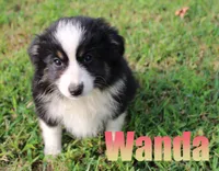 Wanda, a female Miniature Australian Shepherd for sale in Jasper, AR – 1 of 5